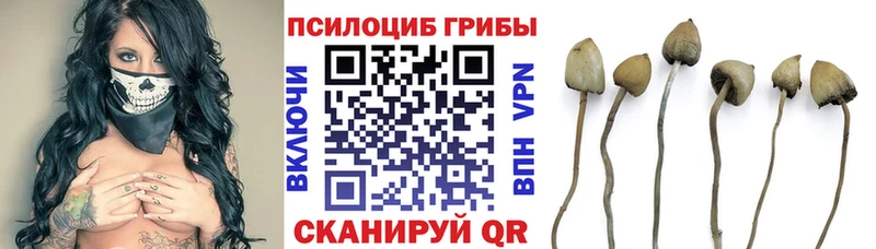 Купить где  Радужный  Галлюциногенные грибы Psilocybine cubensis 